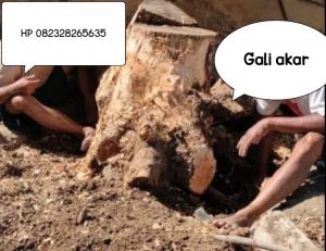 jasa-gali-akar