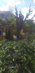jasa-tebang-pohon-kota-medan
