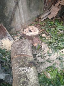 jasa-tebang-pohon-palembang-dan-sekitarnya