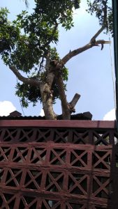 jasa-pangkas-pohon-bantul