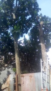 jasa-tebang-pohon-bantul