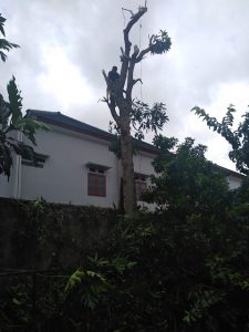 jasa-tebang-pohon-palembang