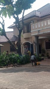 jasa-tebang-pohon-jakarta-dan-sekitarnya