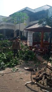 jasa-tebang-jakarta-dan-sekitarnya
