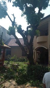 jasa-potong-pohon-kota-tangerang-selatan