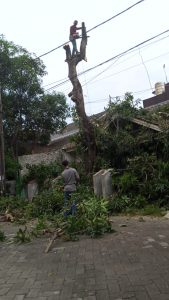 jasa-tebang-pohon-jakarta-pusat