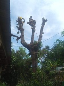 jasa-potong-dahan-pohon