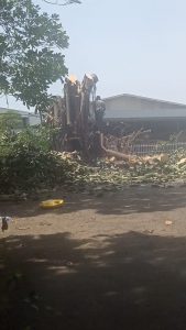 jasa-tebang-pohon-jakarta