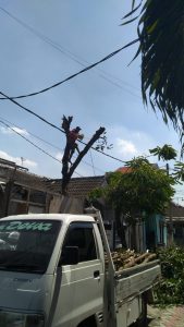 jasa-tebang-pohon-medan-dan-sekitarnya