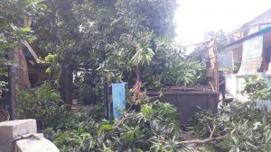 jasa-tebang-pohon-tangerang-dan-sekitarnya