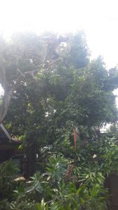 jasa-potong-pohon-kota-tangerang