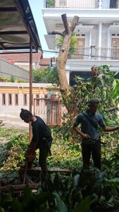 jasa-tebang-pohon-jakarta