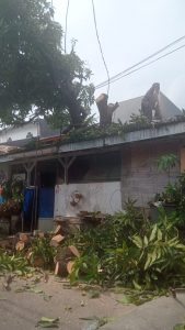 jasa-tebang-pohon-jakarta