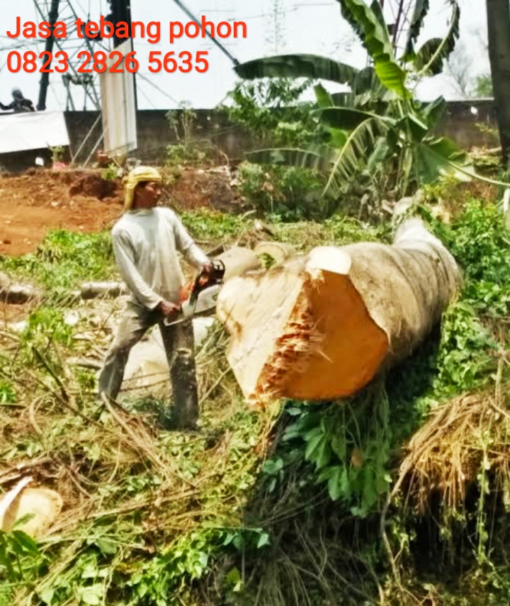 jasa-tebang-pohon-surabaya
