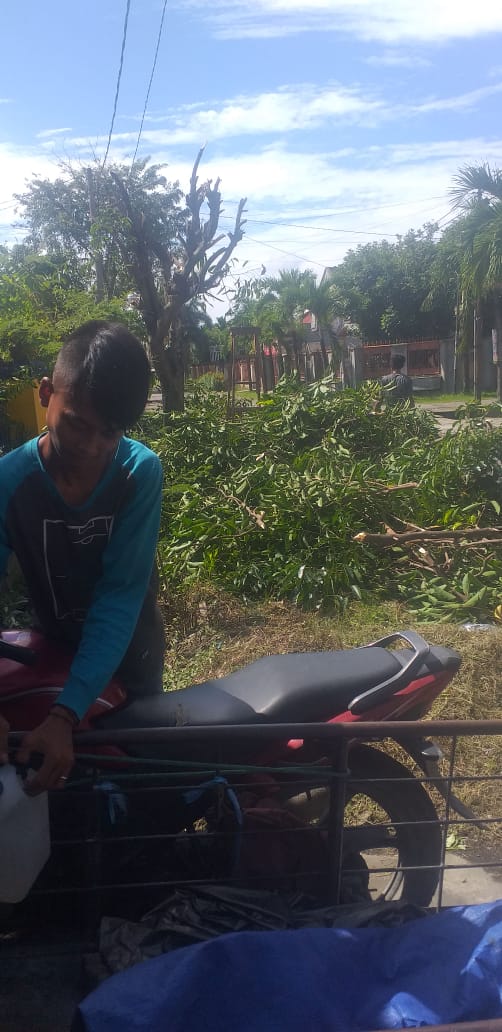 jasa-tebang-pohon-jogja