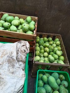 distributor-mangga-indramayu