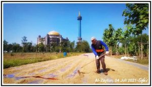 proses-pengeringan-padi